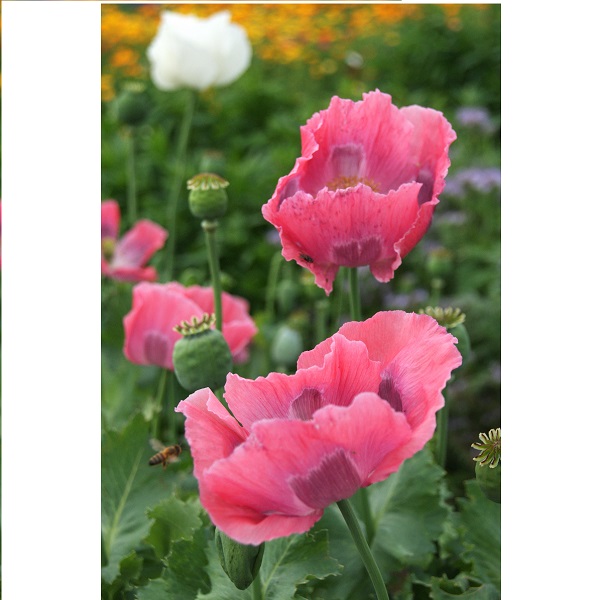 Papaver somniferum The Gigant 20 g semien